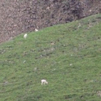 Screen Shot 2016-07-12 at 12.06.59 AM.jpg